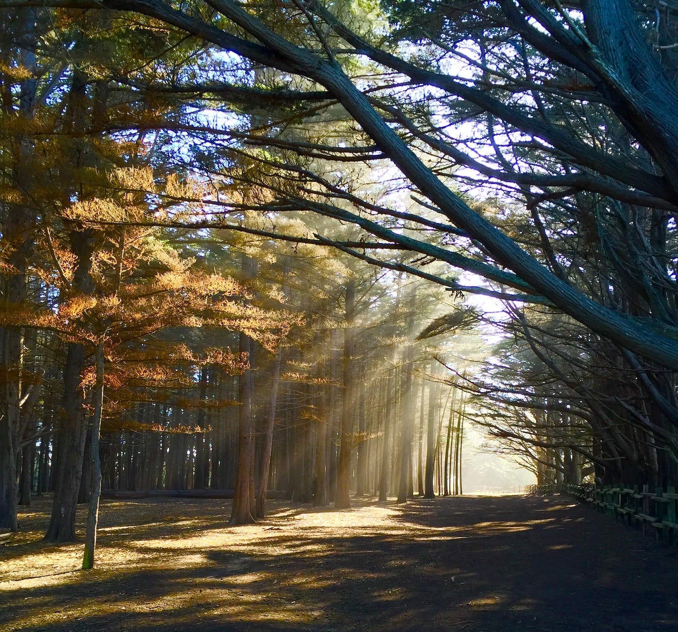 photo of crepuscular rays through trees